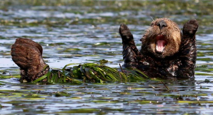 Finalistas del concurso de fotografía más divertido de la naturaleza-Comedy Wildlife Awards 2017