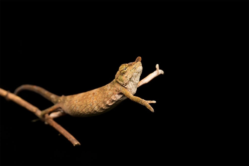 Finalistas del concurso de fotografía más divertido de la naturaleza-Comedy Wildlife Awards 2017