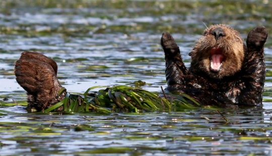 Finalistas del concurso de fotografía más divertido de la naturaleza-Comedy Wildlife Awards 2017 Finalistas del concurso de fotografía más divertido de la naturaleza-Comedy Wildlife Awards 2017
