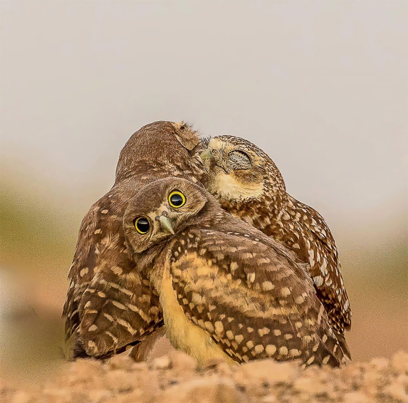 Finalistas del concurso de fotografía más divertido de la naturaleza-Comedy Wildlife Awards 2017