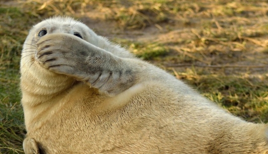 Finalistas del concurso" Mejor Fotógrafo de Naturaleza — 2017 " de National Geographic Finalistas del concurso" Mejor Fotógrafo de Naturaleza — 2017 " de National Geographic