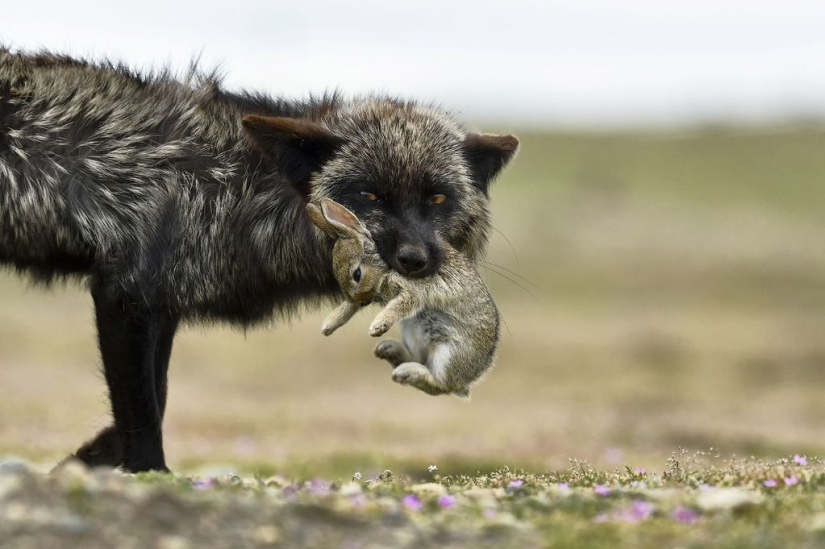 Finalists of the "Best Nature Photographer — 2017" contest from National Geographic