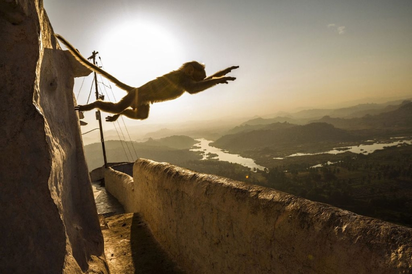 Finalists of the "Best Nature Photographer — 2017" contest from National Geographic