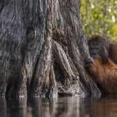 Finalists of the "Best Nature Photographer — 2017" contest from National Geographic