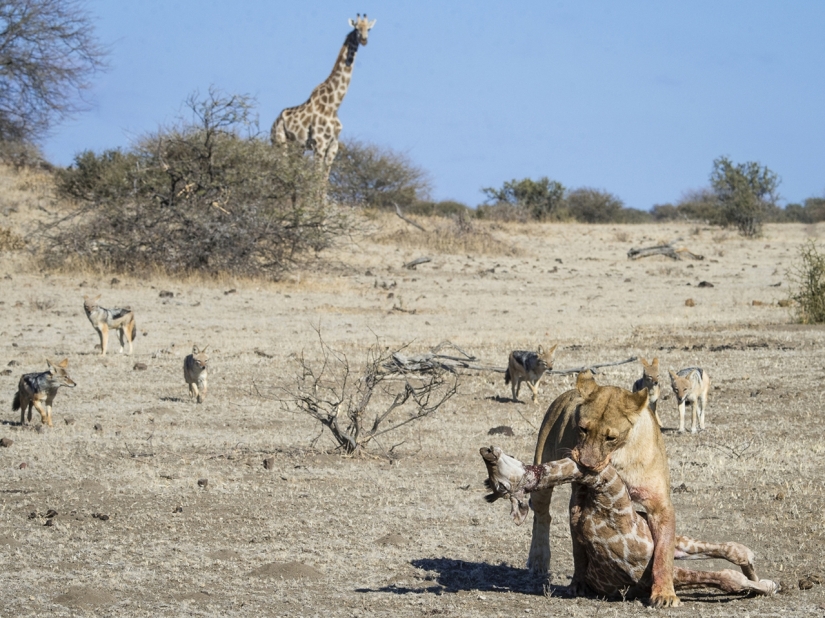 Finalists of the "Best Nature Photographer — 2017" contest from National Geographic