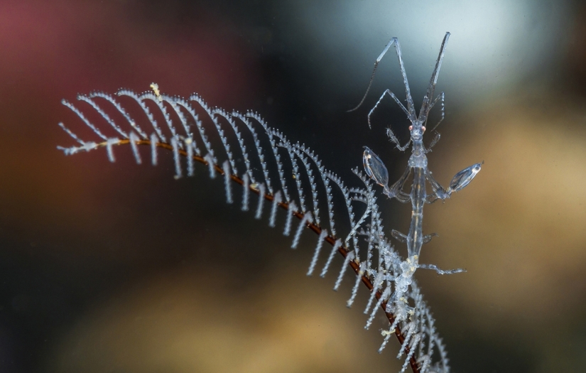 Finalists of the "Best Nature Photographer — 2017" contest from National Geographic