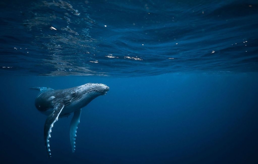 Finalists of the "Best Nature Photographer — 2017" contest from National Geographic