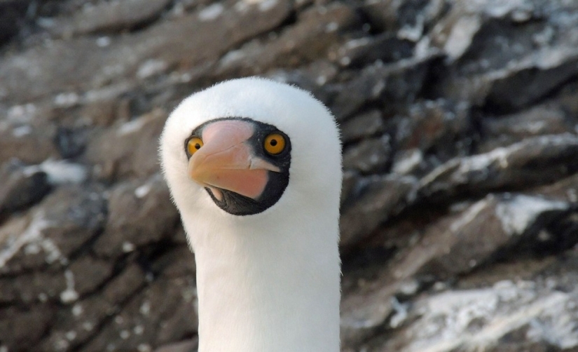 Finalists of the contest "Funny wildlife photos" Finalists of the contest "Funny wildlife photos"