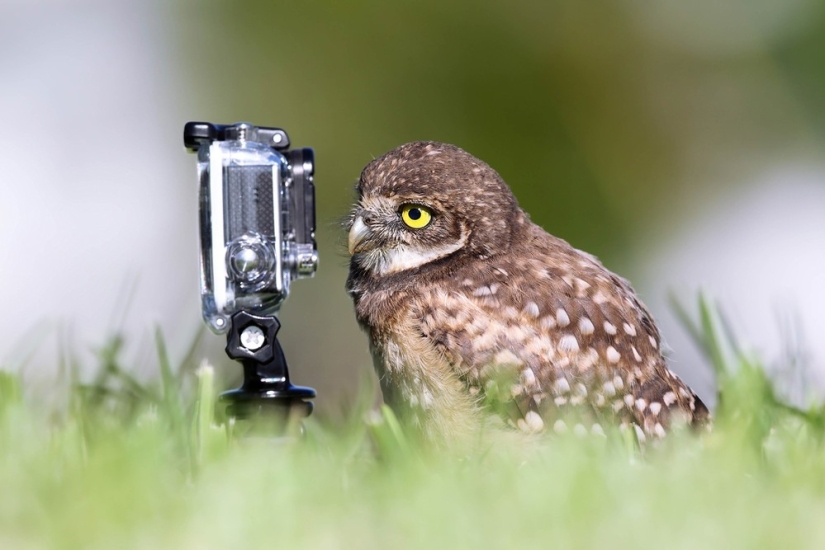 Finalists of the contest "Funny wildlife photos" Finalists of the contest "Funny wildlife photos"