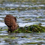 Finalists of the funniest photo contest in nature — Comedy Wildlife Awards 2017
