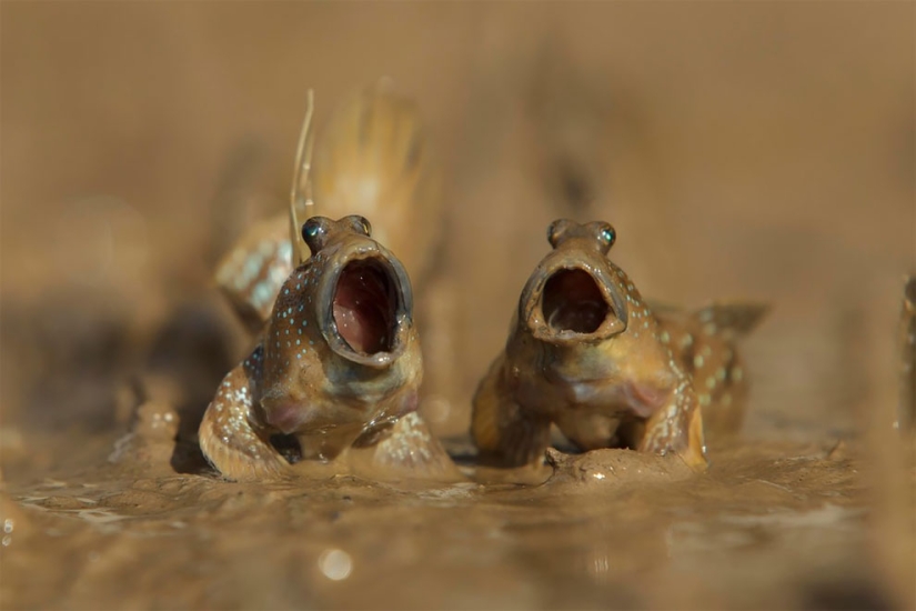 Finalists of the funniest photo contest in nature — Comedy Wildlife Awards 2017 Finalists of the funniest photo contest in nature — Comedy Wildlife Awards 2017