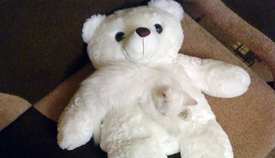 Find a cat: cunning mustachioed-striped, which can not be found in the photo