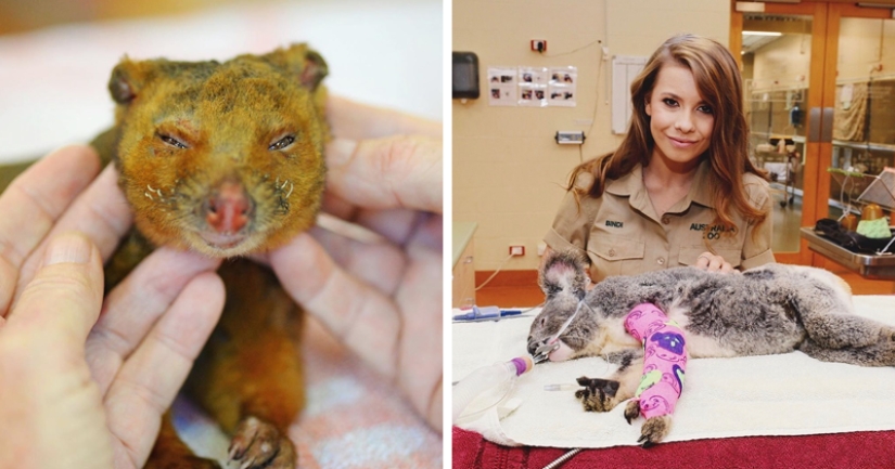 Fires in Australia: the family of famous animal rights activist Irwin saves animals from death Fires in Australia: the family of famous animal rights activist Irwin saves animals from death