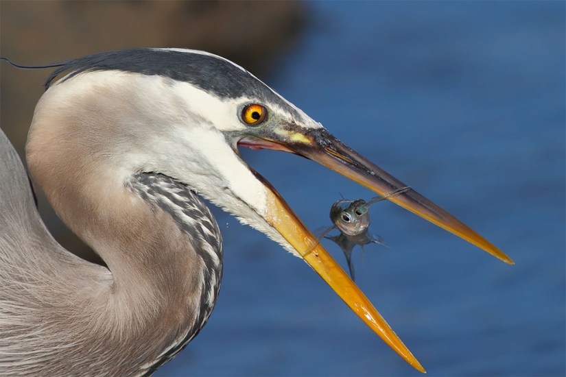 Flickr has selected the 25 best photos from users for 2017
