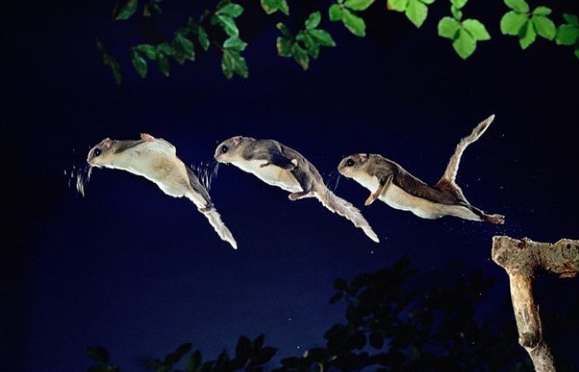 Flight of the Southern Flying Squirrel