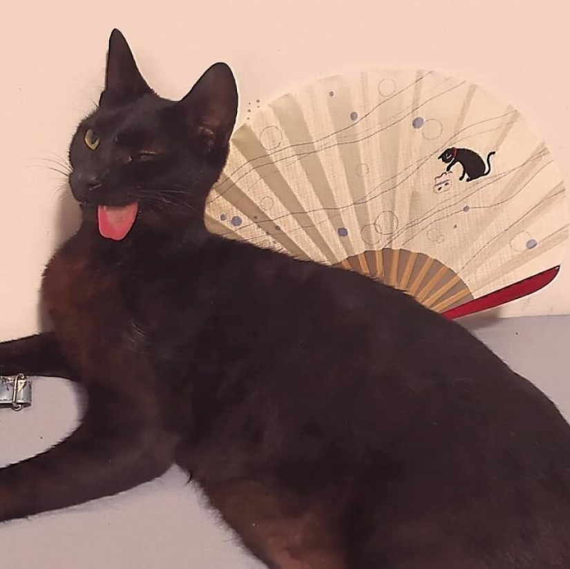 Fluffy love: how the rescued cat Tzimes with his tongue hanging out found a family Fluffy love: how the rescued cat Tzimes with his tongue hanging out found a family