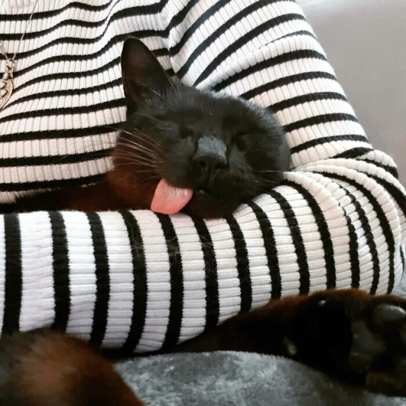 Fluffy love: how the rescued cat Tzimes with his tongue hanging out found a family Fluffy love: how the rescued cat Tzimes with his tongue hanging out found a family