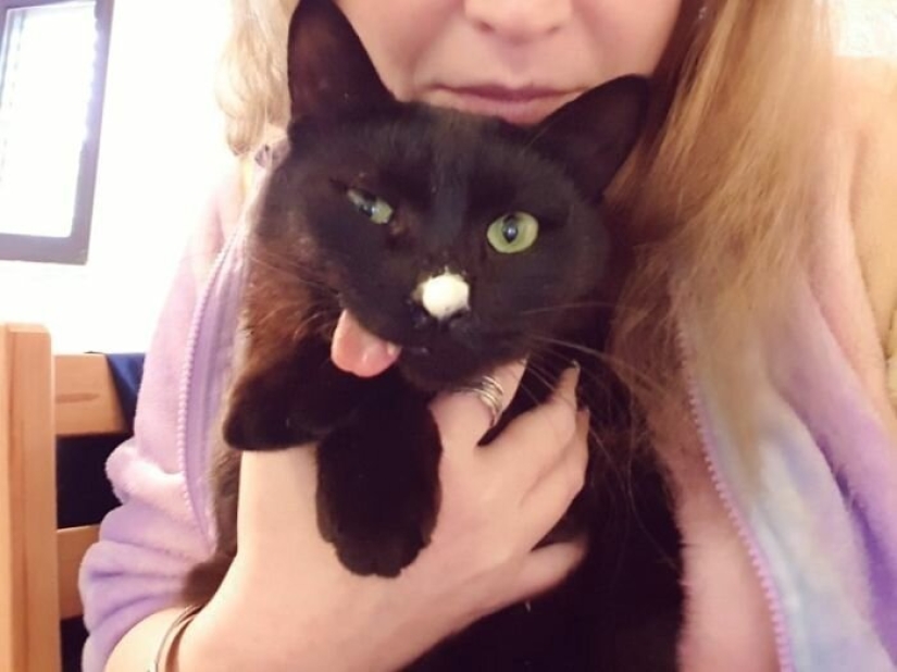 Fluffy love: how the rescued cat Tzimes with his tongue hanging out found a family Fluffy love: how the rescued cat Tzimes with his tongue hanging out found a family