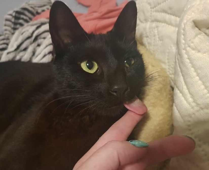 Fluffy love: how the rescued cat Tzimes with his tongue hanging out found a family Fluffy love: how the rescued cat Tzimes with his tongue hanging out found a family