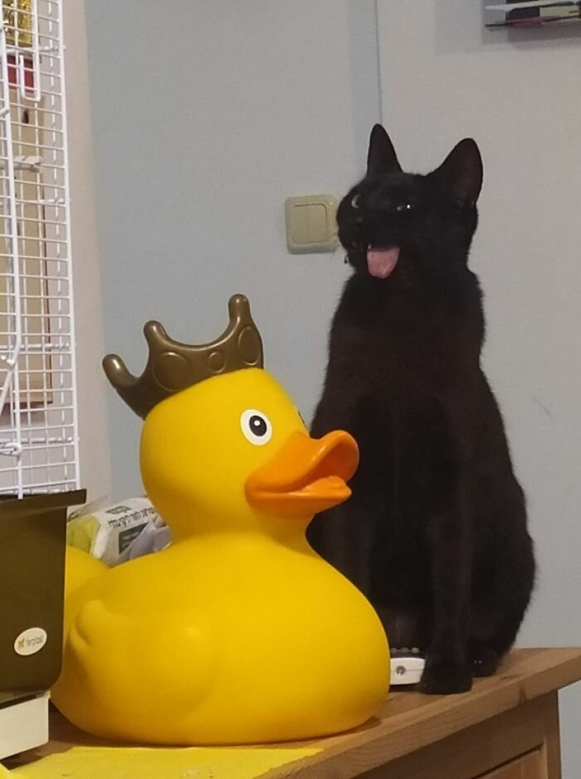 Fluffy love: how the rescued cat Tzimes with his tongue hanging out found a family Fluffy love: how the rescued cat Tzimes with his tongue hanging out found a family