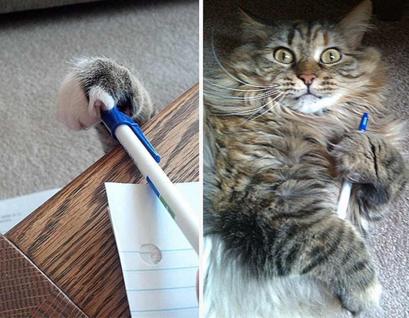 Focas que fueron cogidas por sorpresa Focas que fueron cogidas por sorpresa