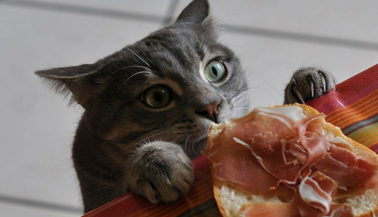 Focas que fueron cogidas por sorpresa