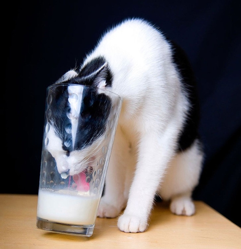 Focas que fueron cogidas por sorpresa Focas que fueron cogidas por sorpresa