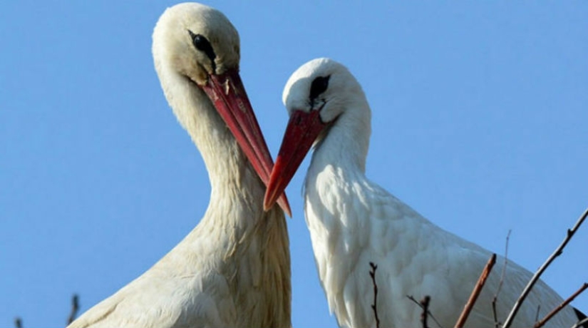 For 15 years now, the stork, overcoming 13 thousand kilometers, arrives to his wounded girlfriend