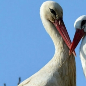 For 15 years now, the stork, overcoming 13 thousand kilometers, arrives to his wounded girlfriend