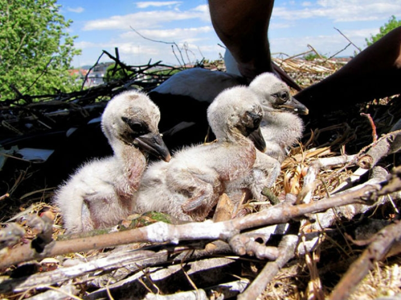 For 15 years now, the stork, overcoming 13 thousand kilometers, arrives to his wounded girlfriend