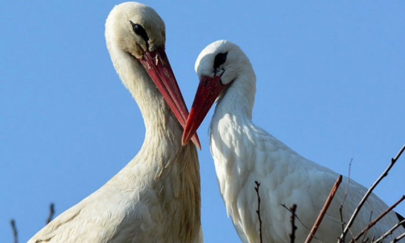 For 15 years now, the stork, overcoming 13 thousand kilometers, arrives to his wounded girlfriend
