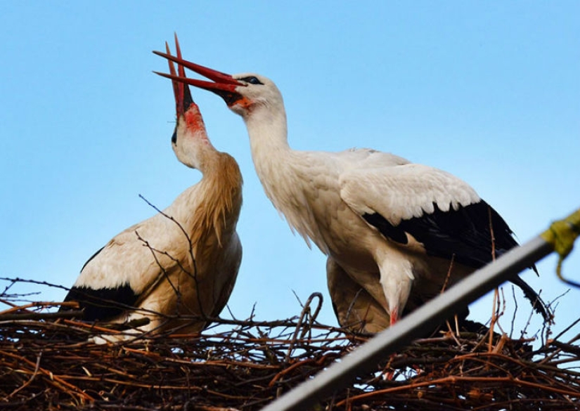 For 15 years now, the stork, overcoming 13 thousand kilometers, arrives to his wounded girlfriend