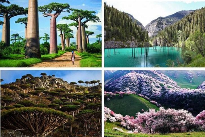 Forests from another planet!