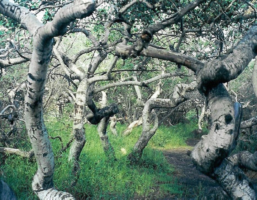 Forests from another planet!