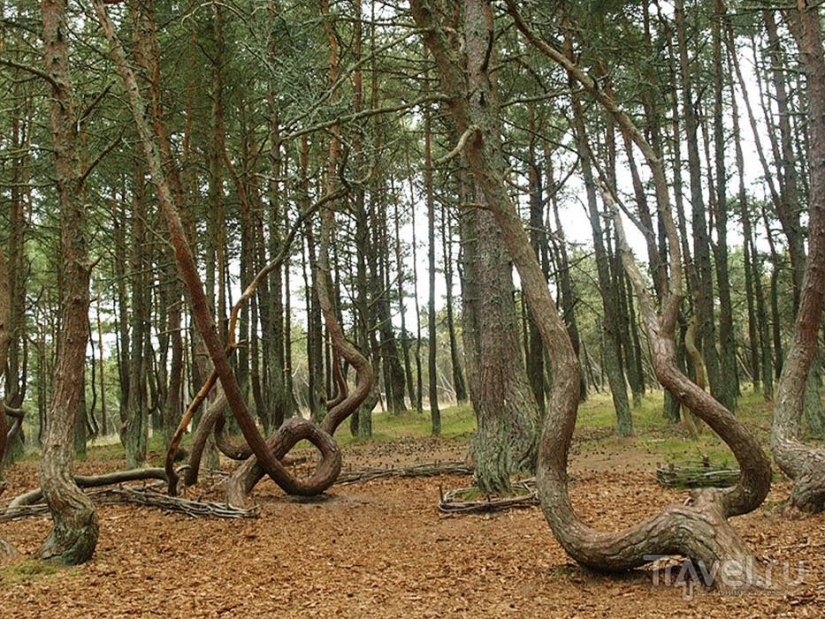 Forests from another planet!