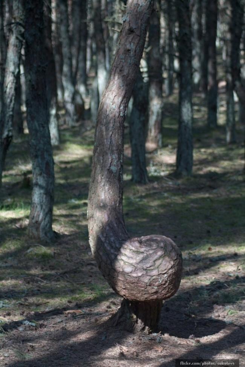 Forests from another planet!