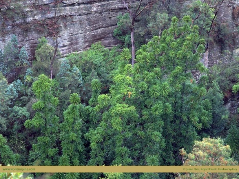 Forests from another planet!