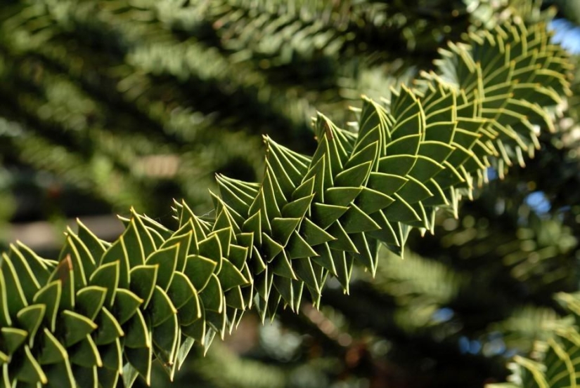 Forests from another planet!