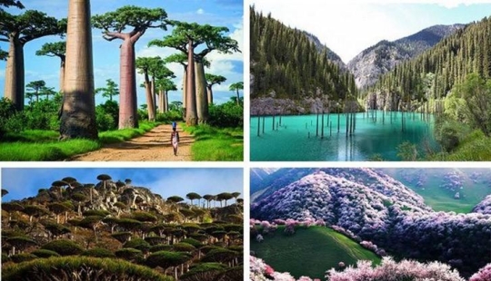 Forests from another planet! Forests from another planet!