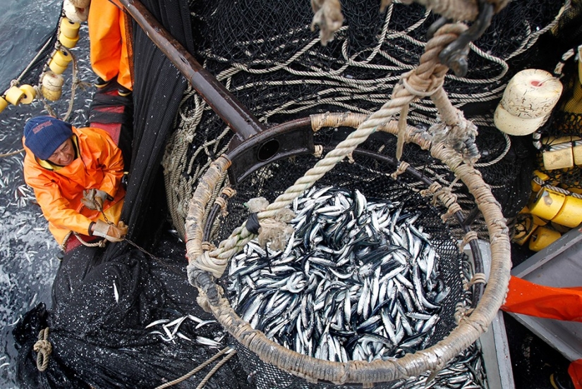 Forgotten delicacies return to the bosom of high Russian cuisine Forgotten delicacies return to the bosom of high Russian cuisine