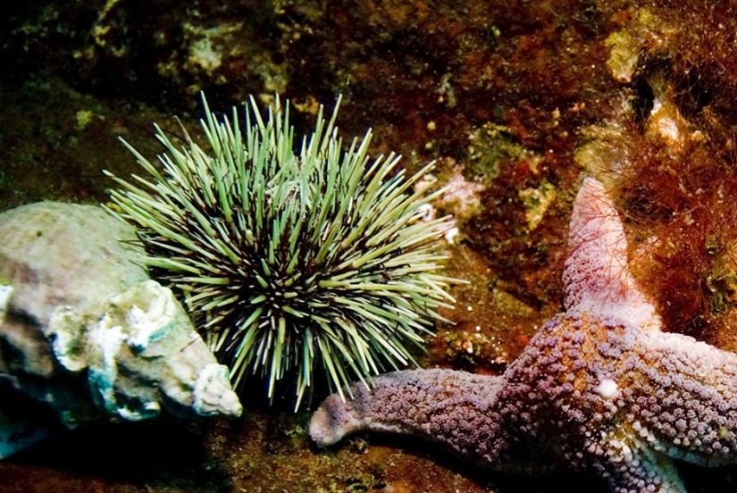 Forgotten delicacies return to the bosom of high Russian cuisine Forgotten delicacies return to the bosom of high Russian cuisine