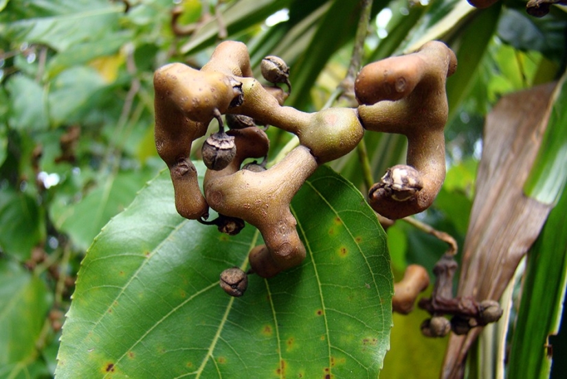 Forgotten delicacies return to the bosom of high Russian cuisine Forgotten delicacies return to the bosom of high Russian cuisine