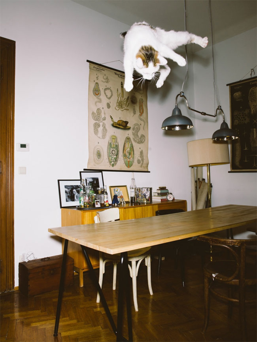 Fotógrafo austriaco dispara a gatos voladores