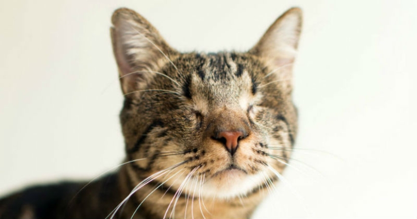 Fotógrafo dispara a gatos ciegos para ayudarlos a encontrar dueños Fotógrafo dispara a gatos ciegos para ayudarlos a encontrar dueños