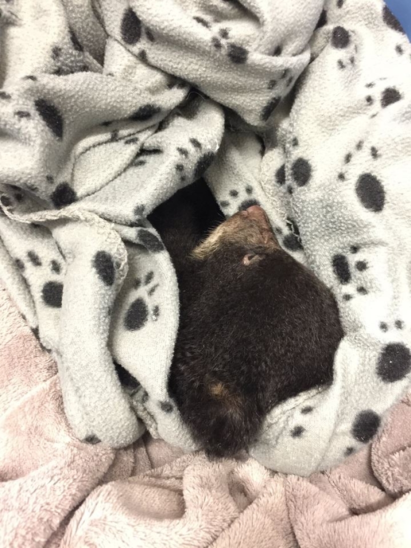 Fotógrafo salvó a un cachorro de oso moribundo, arriesgándose a ir a la cárcel por ello