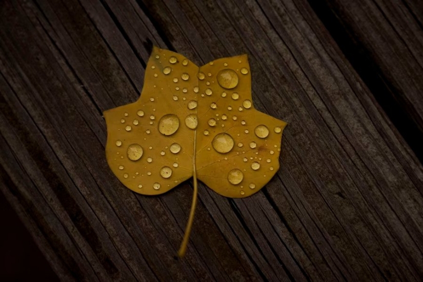 Fotos de la semana: Oil Wrestling, Flaming Bull, Gorgosaurus Sale