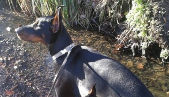 Fotos de la semana: Oil Wrestling, Flaming Bull, Gorgosaurus Sale