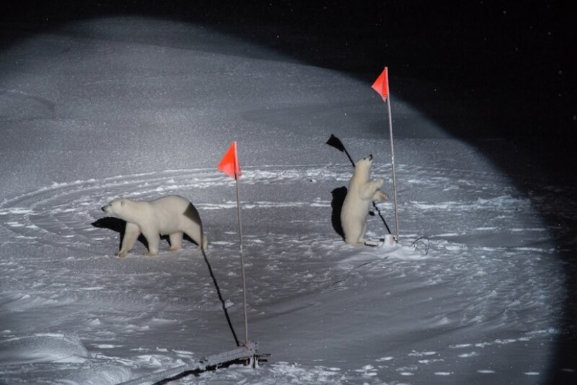 Fotos en lugar de mil palabras: las mejores fotos de World Press Photo 2020, de las que la prensa mundial está orgullosa Fotos en lugar de mil palabras: las mejores fotos de World Press Photo 2020, de las que la prensa mundial está orgullosa