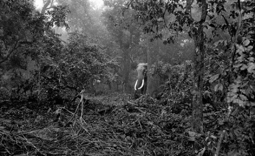 Fotos fuertes sobre la difícil relación de los asiáticos con los elefantes