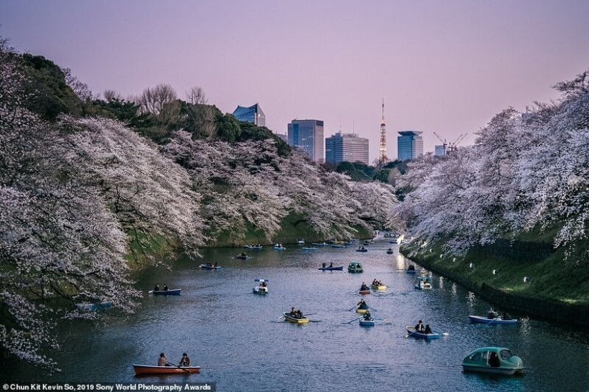Fotos impresionantes: los mejores trabajos de los Sony World Photography Awards 2019